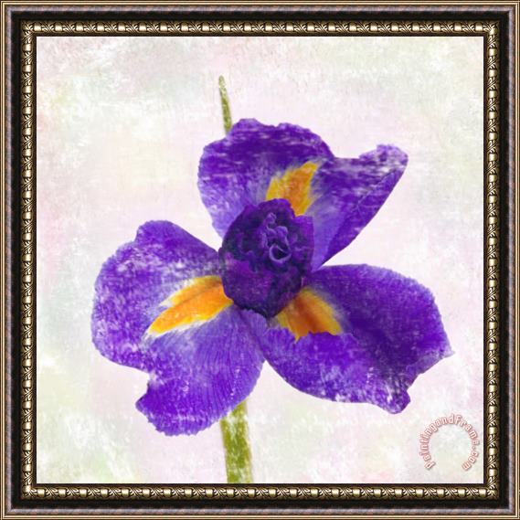 Sia Aryai Iris Framed Painting