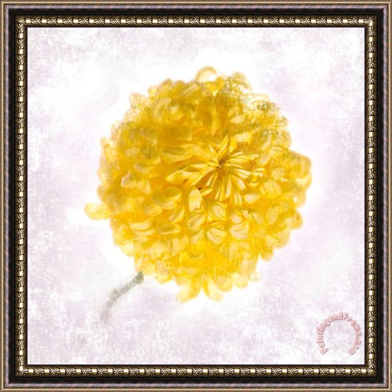 Sia Aryai Mums Yellow Framed Painting