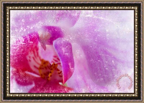 Sia Aryai Orchid II Framed Painting
