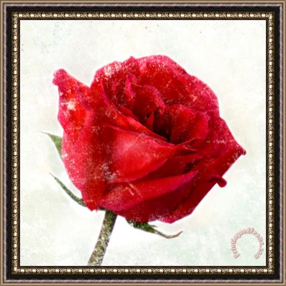 Sia Aryai Rose Red Framed Painting