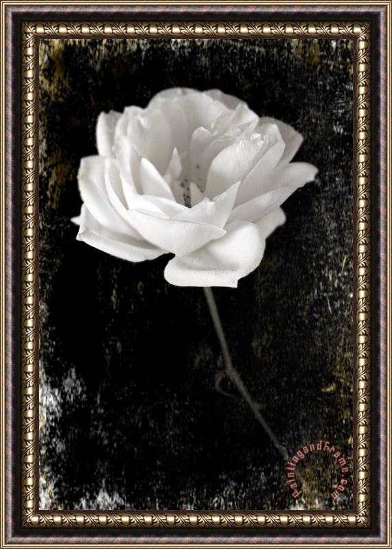 Sia Aryai White Rose Framed Print