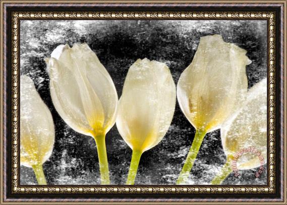 Sia Aryai White Tulips II Framed Painting