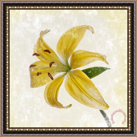 Sia Aryai Yellow Lily Framed Print