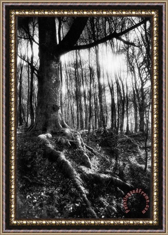 Simon Marsden Trees at the entrance to the Valley of No Return Framed Print