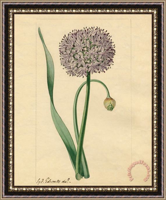 Sydenham Teast Edwards Allium Nutans Framed Painting