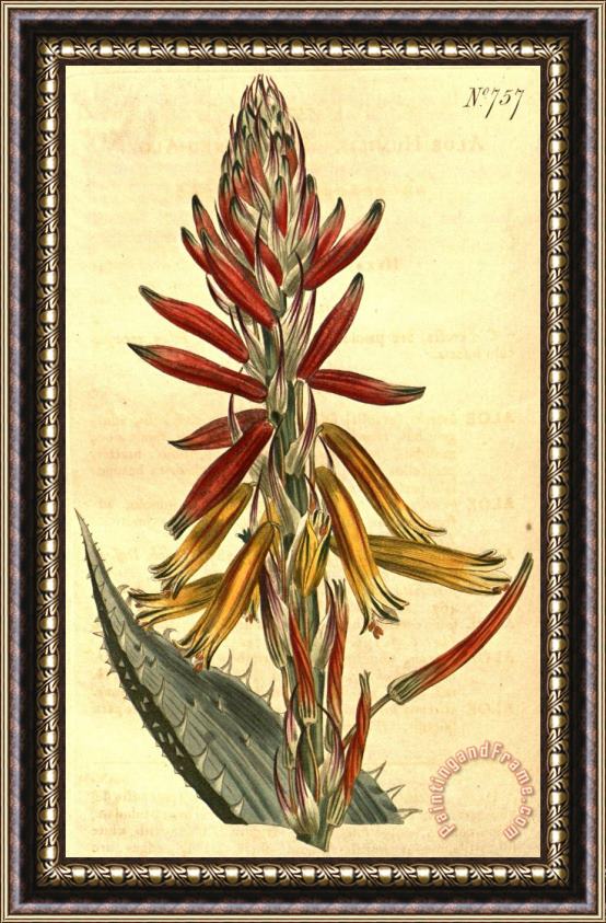 Sydenham Teast Edwards Aloe Humilis 1804 Framed Painting