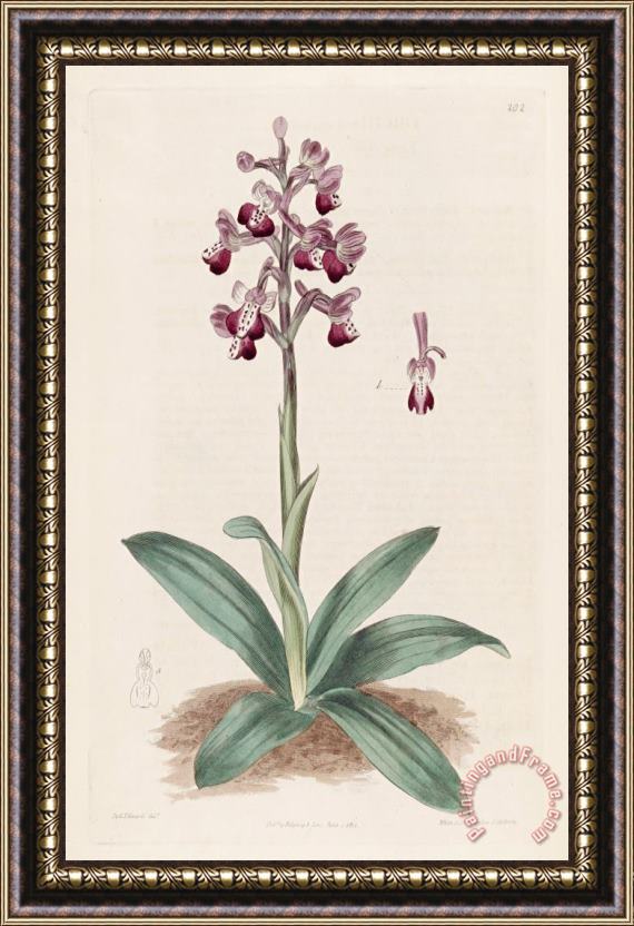 Sydenham Teast Edwards Anacamptis Longicornu (orchis Longicornu) 1817 Framed Painting