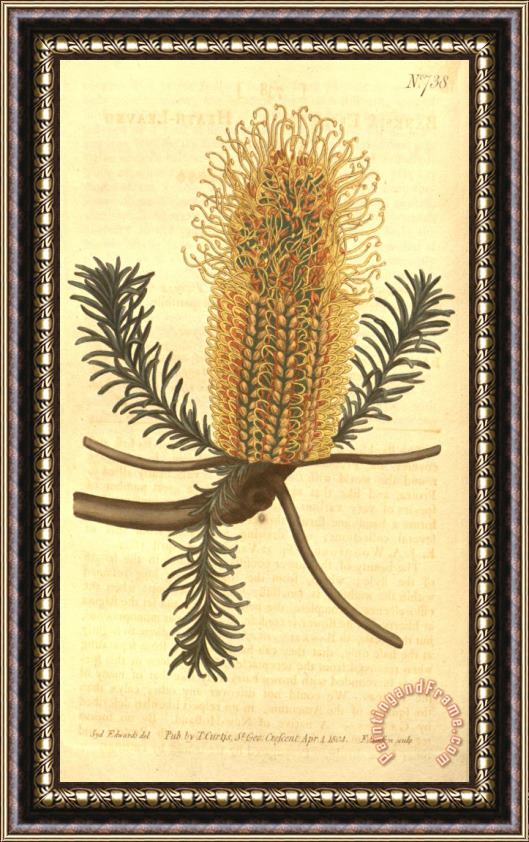 Sydenham Teast Edwards Banksia Ericifolia Framed Painting