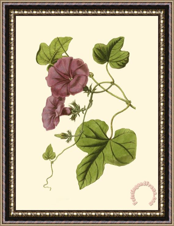 Sydenham Teast Edwards Blossoming Vine II Framed Print