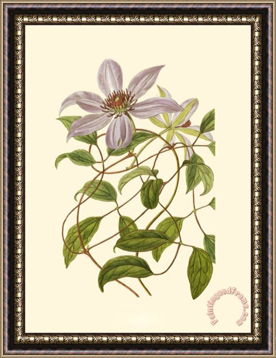 Sydenham Teast Edwards Blossoming Vine III Framed Painting