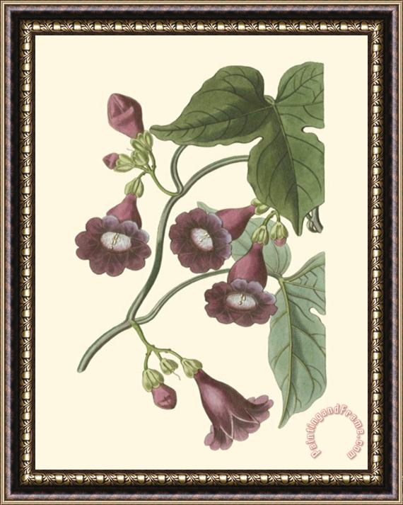 Sydenham Teast Edwards Blossoming Vine V Framed Print