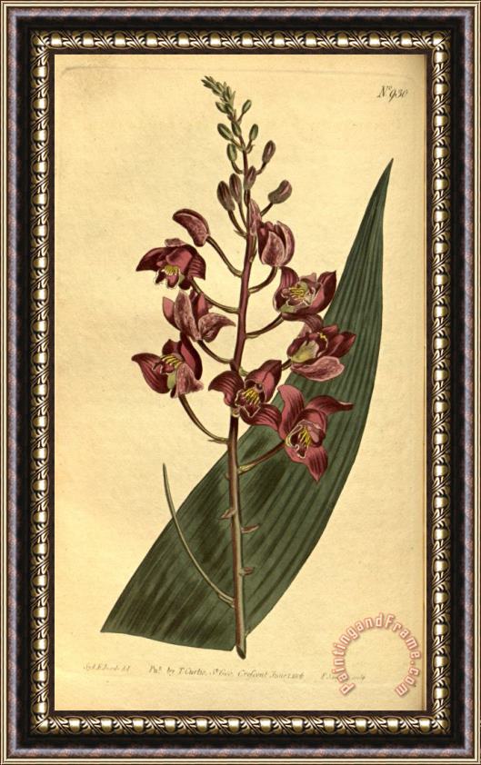 Sydenham Teast Edwards Botanical Drawings Eulophia Alta 1814 Framed Print