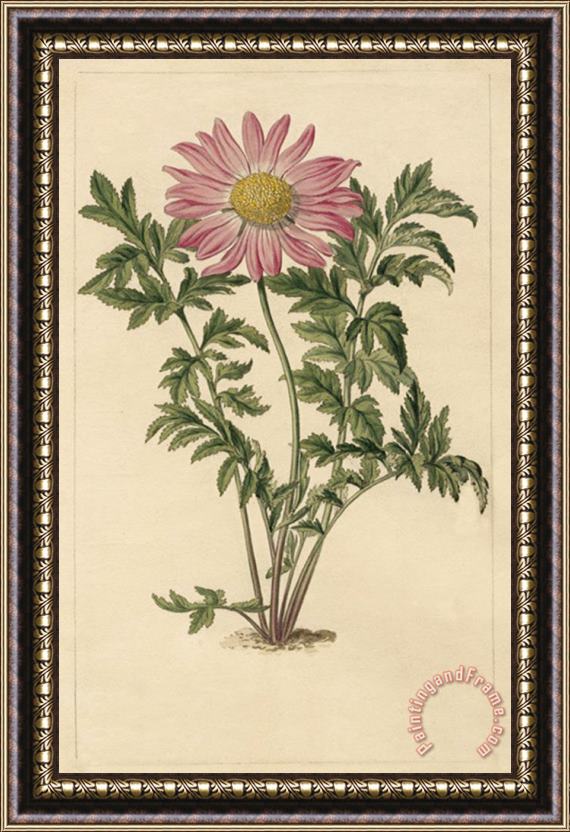 Sydenham Teast Edwards Chrysanthemum Roseum Framed Print