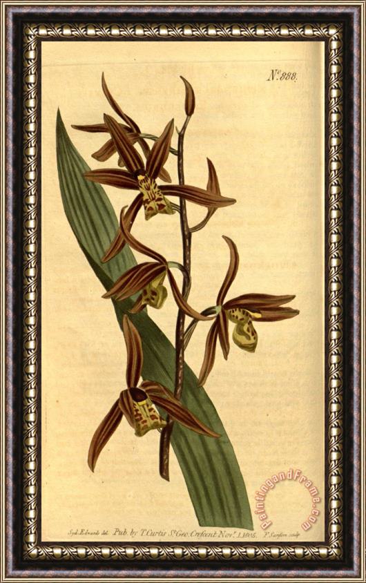 Sydenham Teast Edwards Cymbidium Sinense (as Epidendrum Sinense) 1806 Framed Print