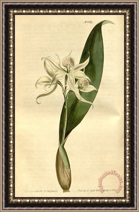 Sydenham Teast Edwards Epidendrum Fragrans 1669 Framed Painting