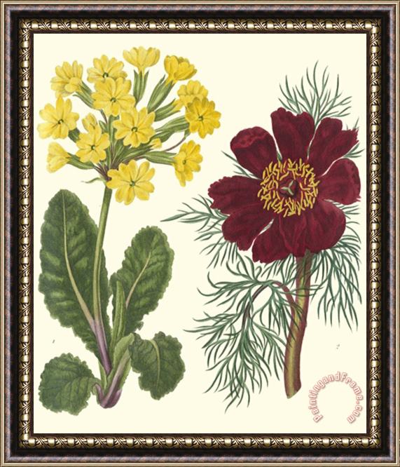 Sydenham Teast Edwards Gardener's Delight II Framed Print