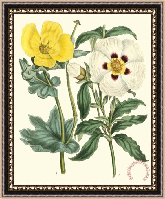 Sydenham Teast Edwards Gardener's Delight III Framed Print