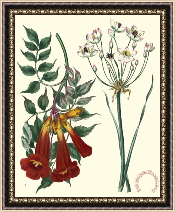 Sydenham Teast Edwards Gardener's Delight Vi Framed Print