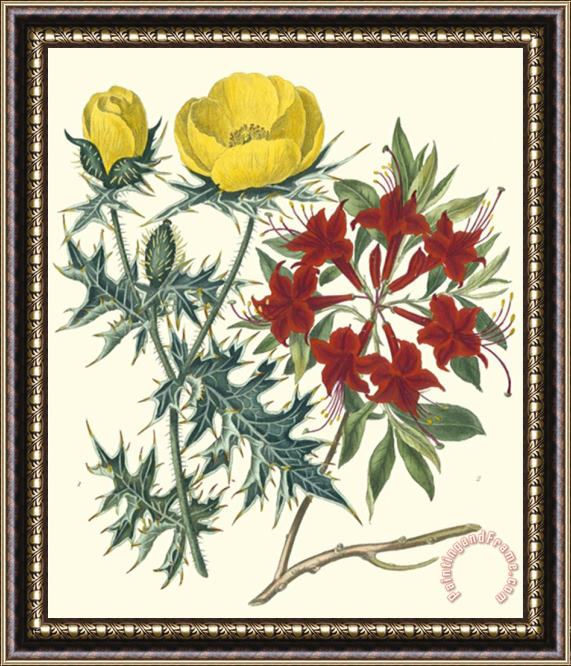 Sydenham Teast Edwards Gardener's Delight Vii Framed Print