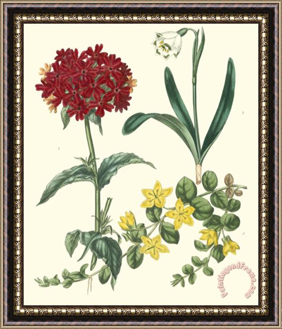 Sydenham Teast Edwards Gardener's Delight Viii Framed Painting
