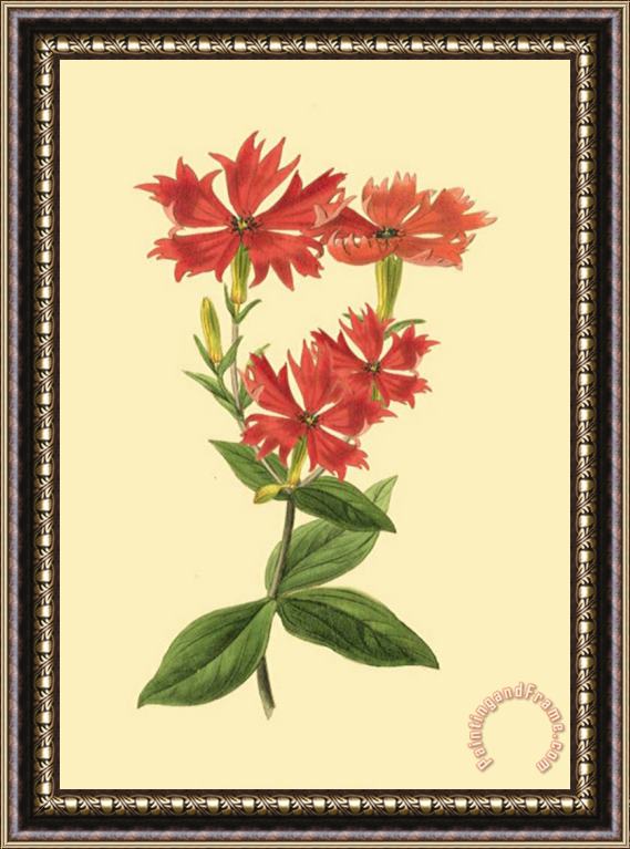 Sydenham Teast Edwards Le Fleur Rouge III Framed Painting