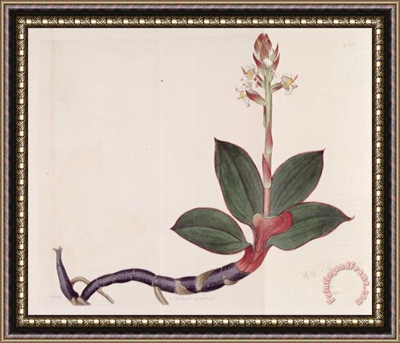 Sydenham Teast Edwards Ludisia Discolor (as Goodyera Discolor) 1818 Framed Print