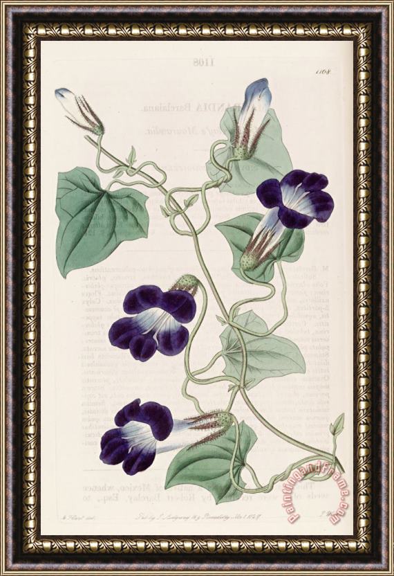 Sydenham Teast Edwards Maurandya Barclaiana 1827 Framed Painting
