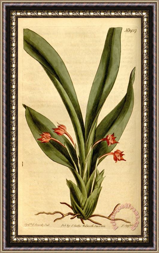 Sydenham Teast Edwards Maxillaria Coccinea 1812 Framed Print