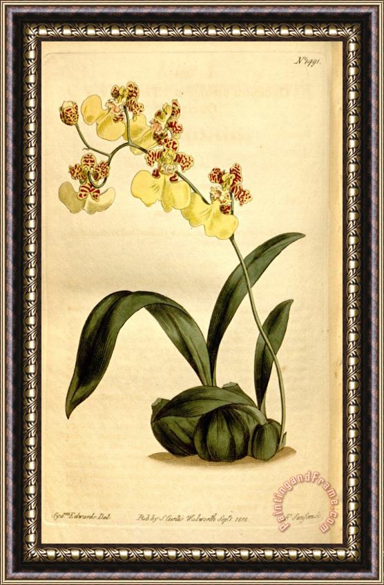 Sydenham Teast Edwards Oncidium Bifolium 1812 Framed Painting