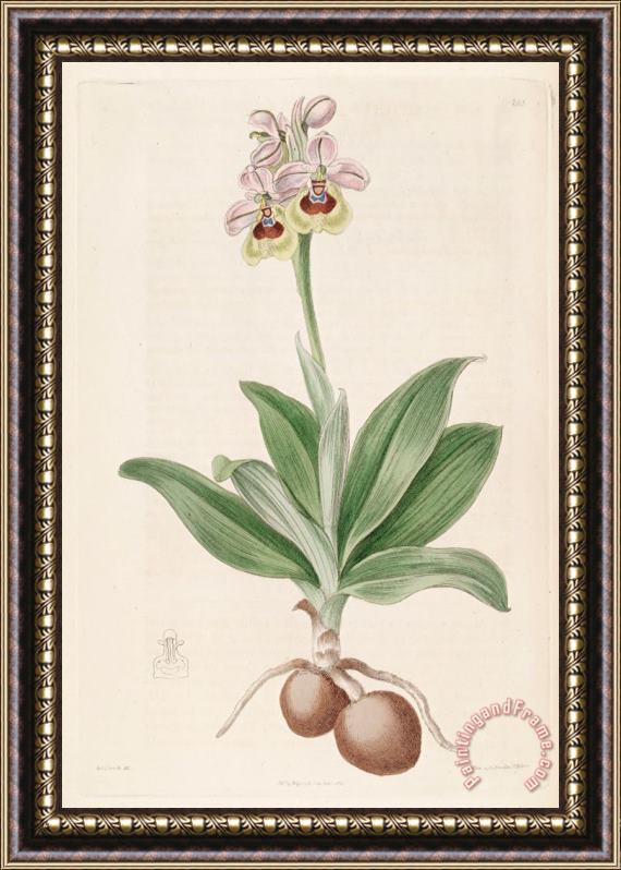 Sydenham Teast Edwards Ophrys Tenthredinifera 1817 Framed Print