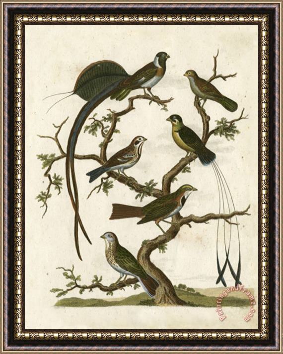 Sydenham Teast Edwards Ornithology I Framed Painting