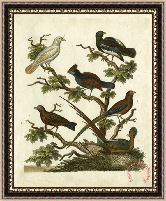 Sydenham Teast Edwards Ornithology II Framed Painting