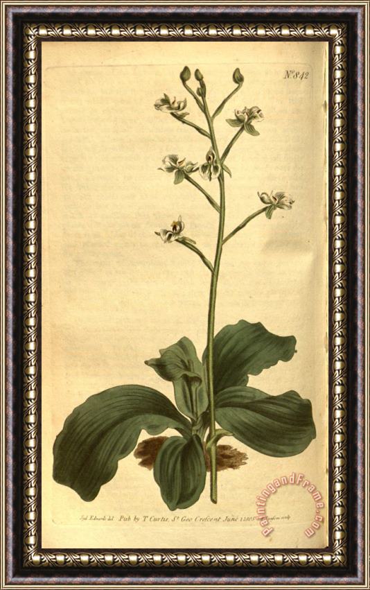 Sydenham Teast Edwards Ponthieva Racemosa 1805 Framed Print
