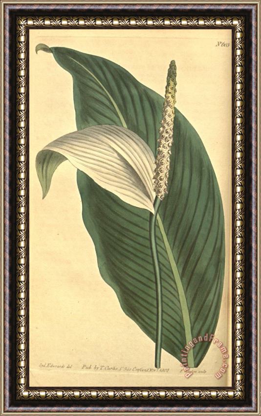Sydenham Teast Edwards Pothos Cannaefolia 1803 Framed Painting