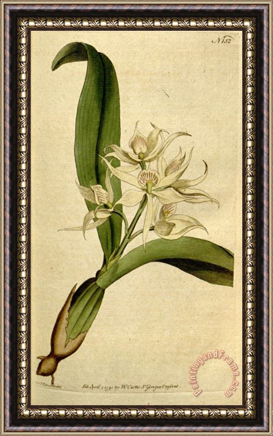 Sydenham Teast Edwards Prosthechea Fragrans (as Epidendrum Cochleatum Curtis) 1792 Framed Print