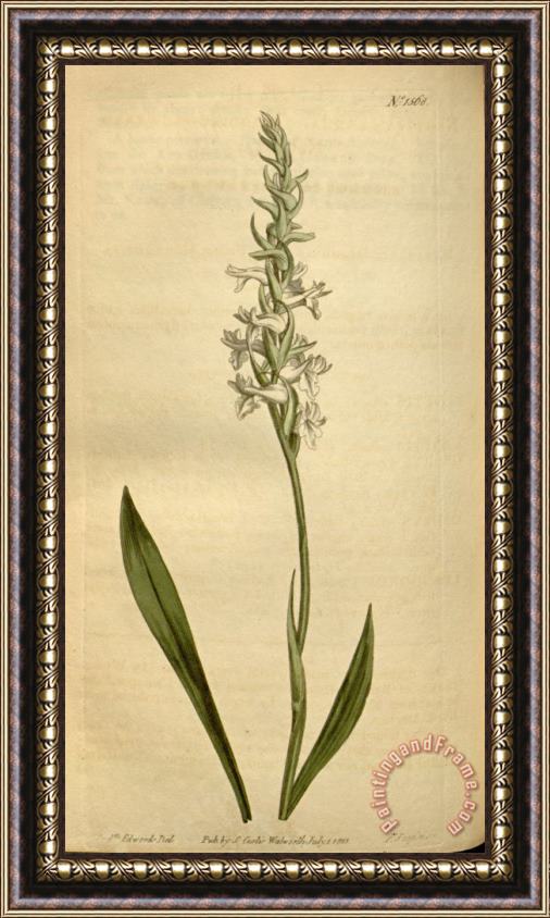 Sydenham Teast Edwards Spiranthes Cernua (as Neottia Cernua) 1813 Framed Painting