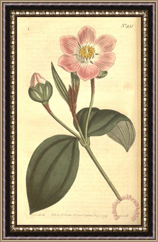 Sydenham Teast Edwards The Botanical Magazine 1799 Framed Print