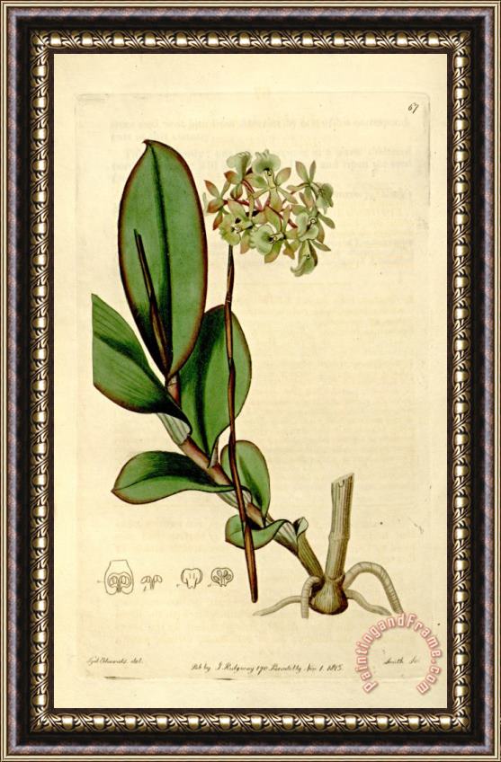 Sydenham Teast Edwards The Botanical Register 1815 Framed Print