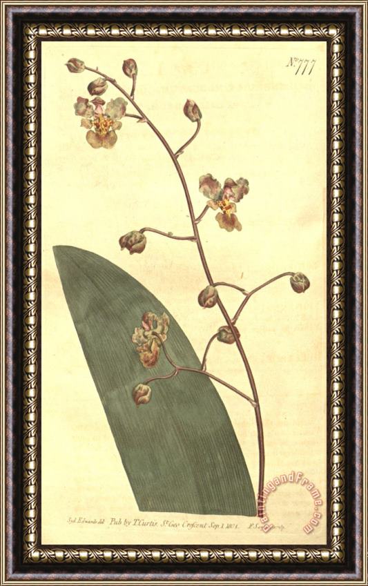Sydenham Teast Edwards Trichocentrum Undulatum (as Epidendrum Undulatum) 1804 Framed Painting