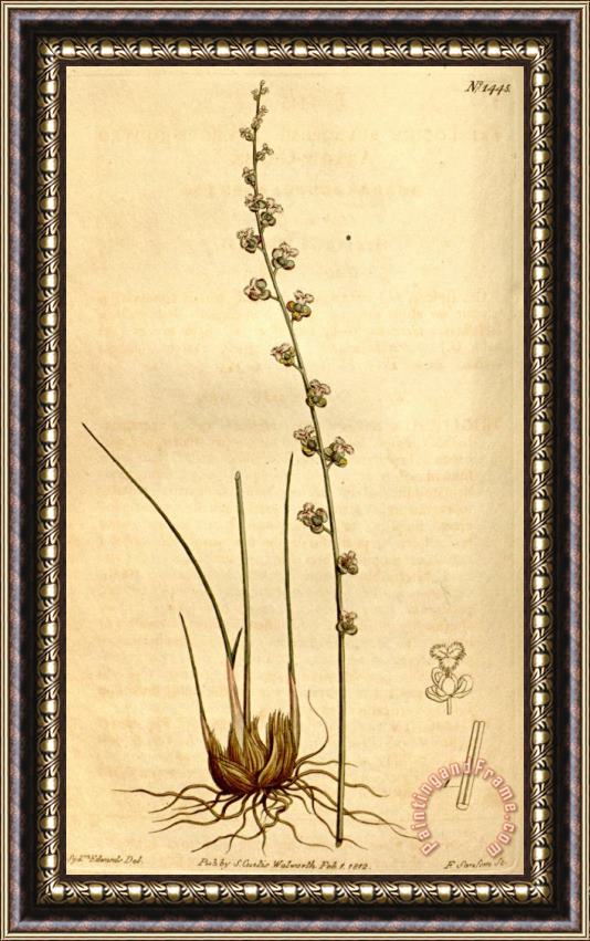 Sydenham Teast Edwards Triglochin Bulbosa 1811 Framed Print