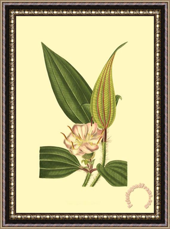Sydenham Teast Edwards Tropical Ambrosia I Framed Print