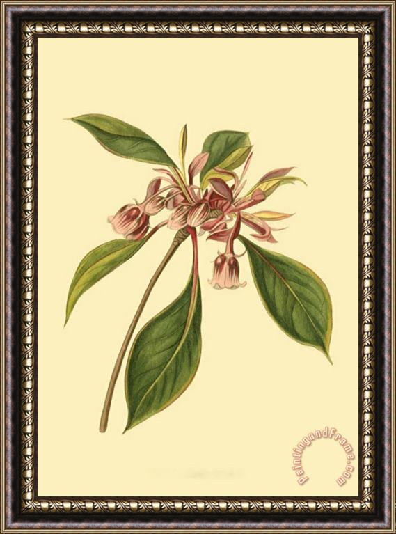 Sydenham Teast Edwards Tropical Ambrosia III Framed Print