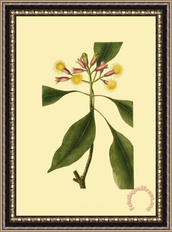 Sydenham Teast Edwards Tropical Ambrosia Iv Framed Print