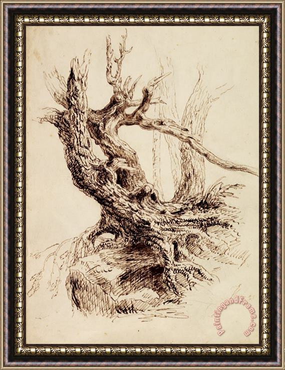 Thomas Cole Gnarled Tree Trunk Framed Print