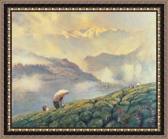 Tim Scott Bolton Tea Picking - Darjeeling - India Framed Print