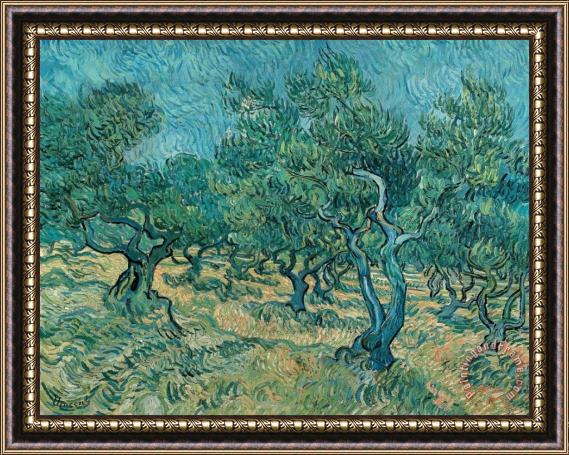 Vincent van Gogh The Olive Grove Framed Painting