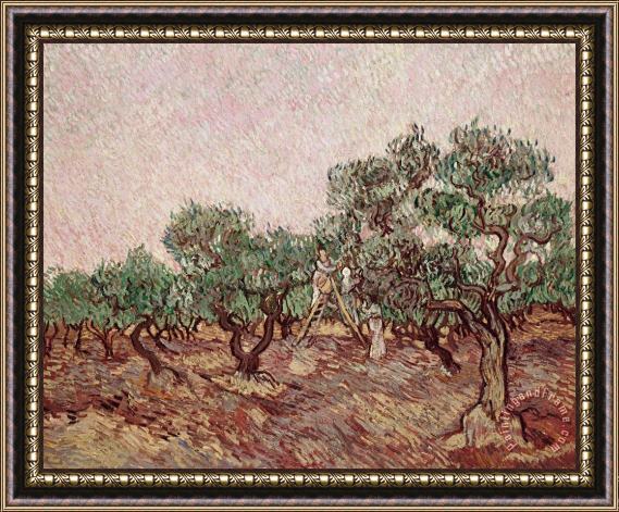 Vincent van Gogh The Olive Pickers Framed Painting