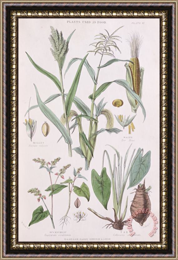 W Fitch Millet Maize Buckwheat And Taro Framed Painting