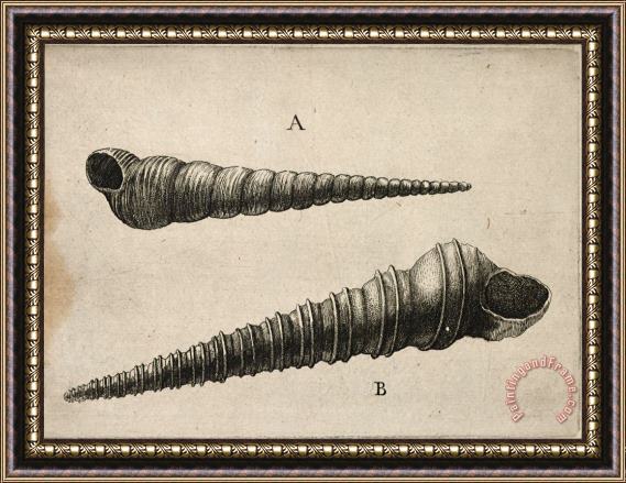 Wenceslaus Hollar Shells (turritella Terebra And T. Duplicata L.) Framed Print