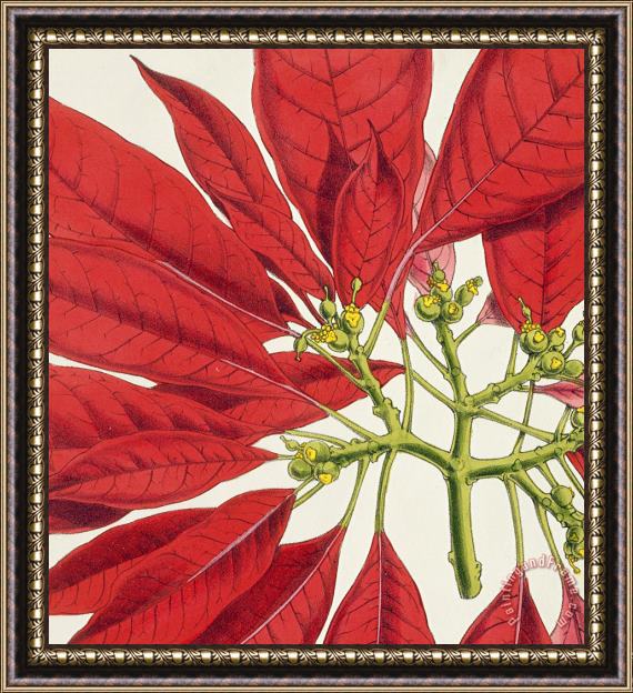 WG Smith Poinsettia Pulcherrima Framed Print